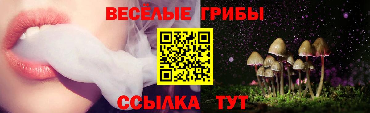 Псилоцибиновые грибы Psilocybine cubensis Новосибирск